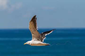Naklejka premium seagull caught in fishing line and hook