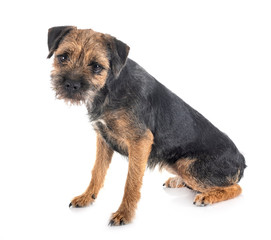 young border terrier