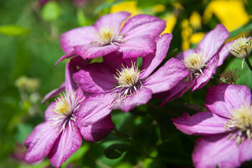 Pink clematis in the garden in spring. Variety liberty.