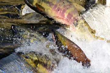 A picture of salmon swimming across the divider. Weaver Creek Spawning Channel BC Canada