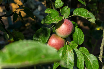 Beautiful color fresh organic red apples standing on a branch of the tree in the orchard close-up