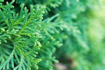 Background Thuja evergreen tree leaves. Thuja branches close up. Green nature background or Wallpaper Texture.