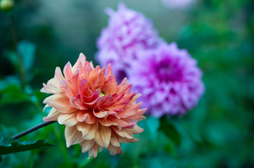 The kind of the flower is a dahlia. Scientific name is Dahlia.