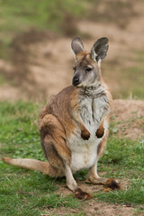 Wallaroo Portrait