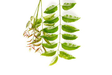 Neem leaves used as ayurvedic medicine with ground paste over white background, Used in skin care, beauty products and creams.