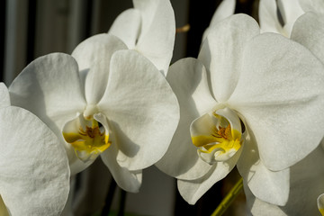 Fototapeta na wymiar Close-up of white orchids on light background.