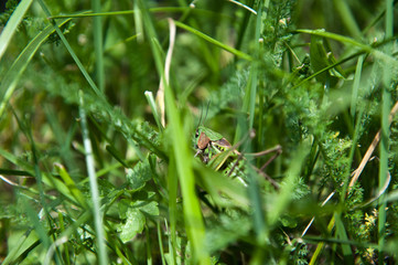Grasshopper macro in green nature or in the garden.