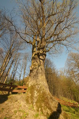 Dęby szypułkowe © Napoleon. C