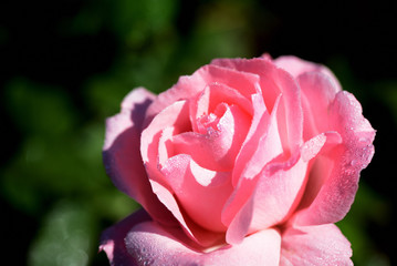 Tender pink rose covered with dew drops in a morning garden close-up