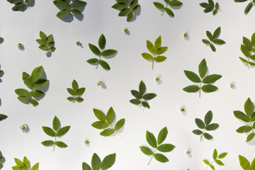 Fototapeta na wymiar Pattern of green leaves of wild rose on a white background. For summer background design. Top view image.