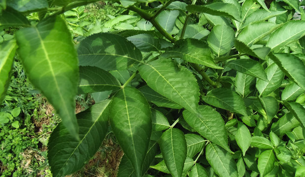 Beautiful green leaves background. Nature backgrounds