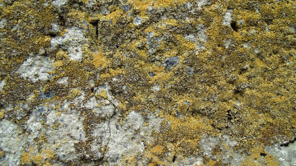 Yellow moss on cement wall