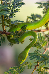 close up of a dangerous green snake in a thorn tree