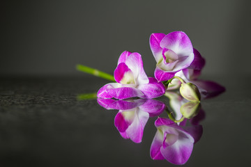 Fototapeta na wymiar beautiful pink orchid flower with a reflection