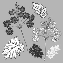 Vector dotanical illustration with flower . Vector design In black and white style. Elements isolated on background.Can be used for printing on paper, stickers, badges, bijouterie, cards, textiles, ta