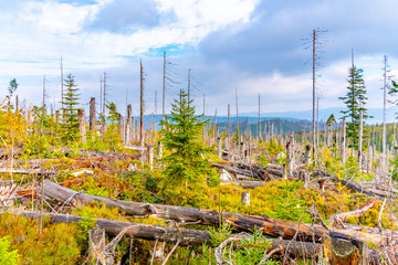 Devasted forest in cause of bark beetle infestation. Sumava National Park and Bavarian Forest