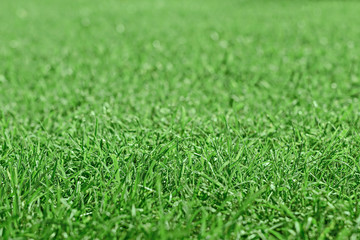 Bright beautiful field green grass with shallow depth of field. Blurred abstract texture background