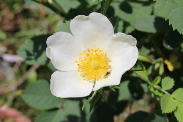 野ばらの花