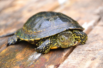 European marsh turtle Emys orbicularis