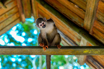Mono Ardilla 