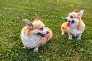 Two dogs Welsh Corgi on the green lawn