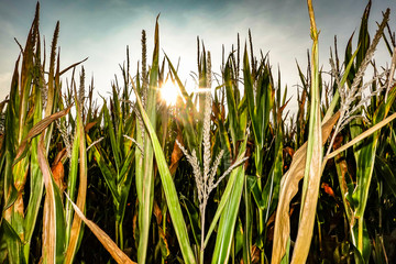 Fototapeta premium Gotland, Sweden A cornfield at sunset.