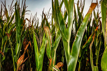 Fototapeta premium Gotland, Sweden A cornfield at sunset.