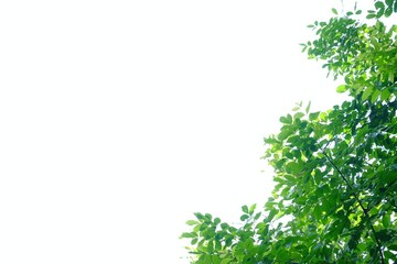 Fototapeta premium Tropical tree leaves with branches on white isolated background for green foliage backdrop and copy space 