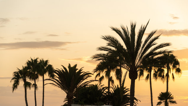 view of beautiful palm trees against sunset 