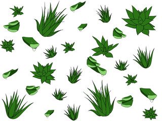 Seamless pattern with tropical, succulent plants, aloe vera. Floral vector illustration on a white background.