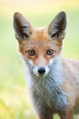 Vertical close-up portrait of red fox, vulpes vulpes, with blurred green background in summer. Detail of wild animal staring to camera.