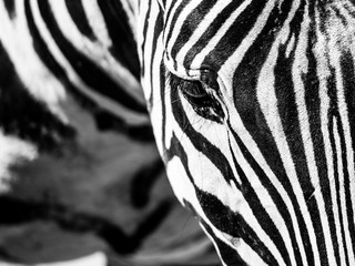 Zebra close-up portrait. Detailed view head with stripes