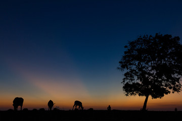 Fototapeta na wymiar silhouette of a farmer sitting with his cows