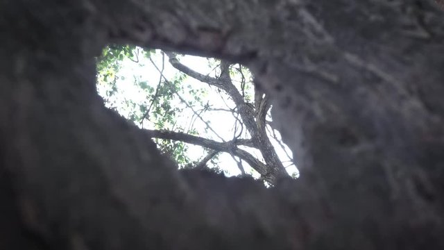 Cinematic tree filmed inside a tree.