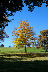 autumn tree meadow