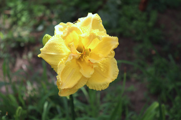 Luxury flower Daylily , Hemerocallis in the garden, close-up.Edible flower. Daylilies are perennial plants. They only bloom for 24 hours.