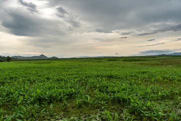 Fototapeta na wymiar Beautiful view of the wetland in Palo Seco national park in Costa Rica