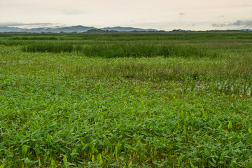 Beautiful view of the wetland in Palo Seco national park in Costa Rica