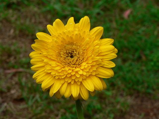 Yellow Gerbera Flower
