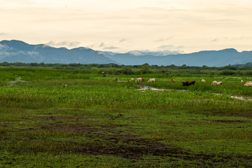 Fototapeta na wymiar Beautiful view of the wetland in Palo Seco national park in Costa Rica