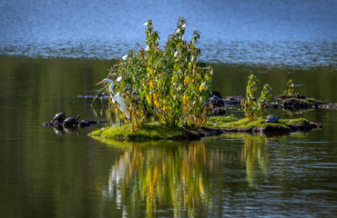 Great Egret Fishing from a small Island with Turtles on the Chesapeake Bay