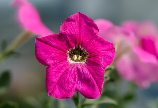 single pink petunia on green leaves background
