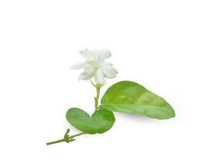 beautiful sampaguita flowers isolated on white background