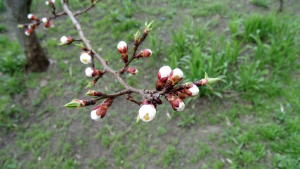 Buds on tree. Spring background