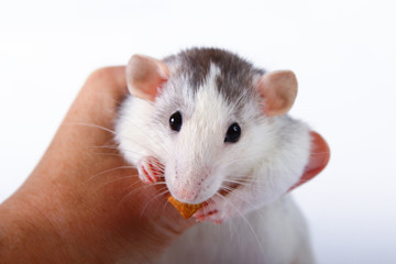 rat close-up isolated on white background Pink ears, black eyes, decorative Dambo rat, pet.