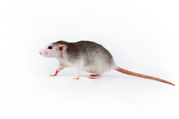 rat close-up isolated on white background Pink ears, black eyes, decorative Dambo rat, pet.