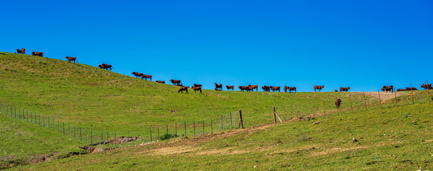 Cows in Madrigueras in Sierra de Grazalema, Andalusia, Spain.