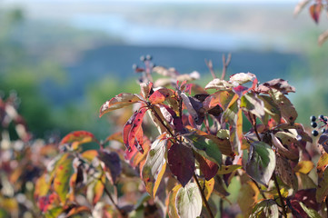 Bushes with wild berries in the fall. Shallow depth of field