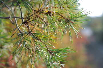 Green spruce branch in autumn. Shallow depth of field