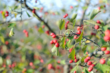 Ripening rose hips on the bushes. Shallow depth of field